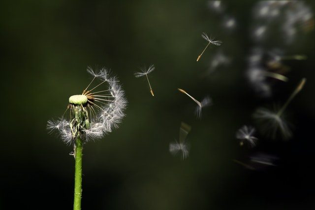 IMPERMANENCIA